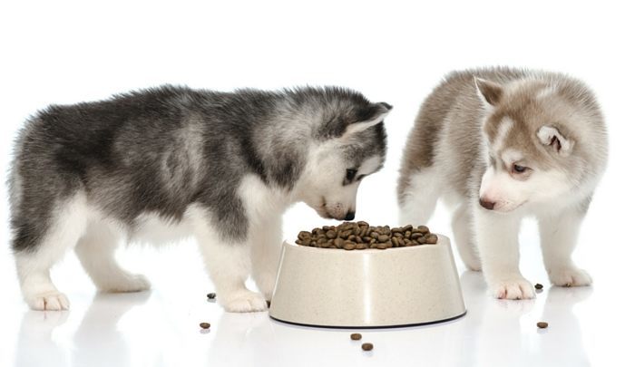 Orijen vs Royal Canin Dog Food Review