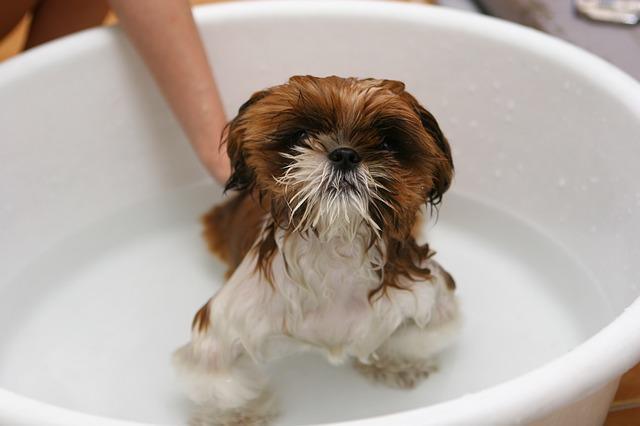 can i wash my dog with baby shampoo