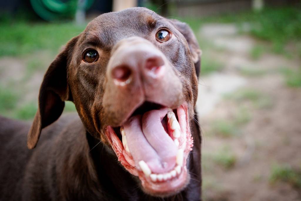 puppy has fishy breath