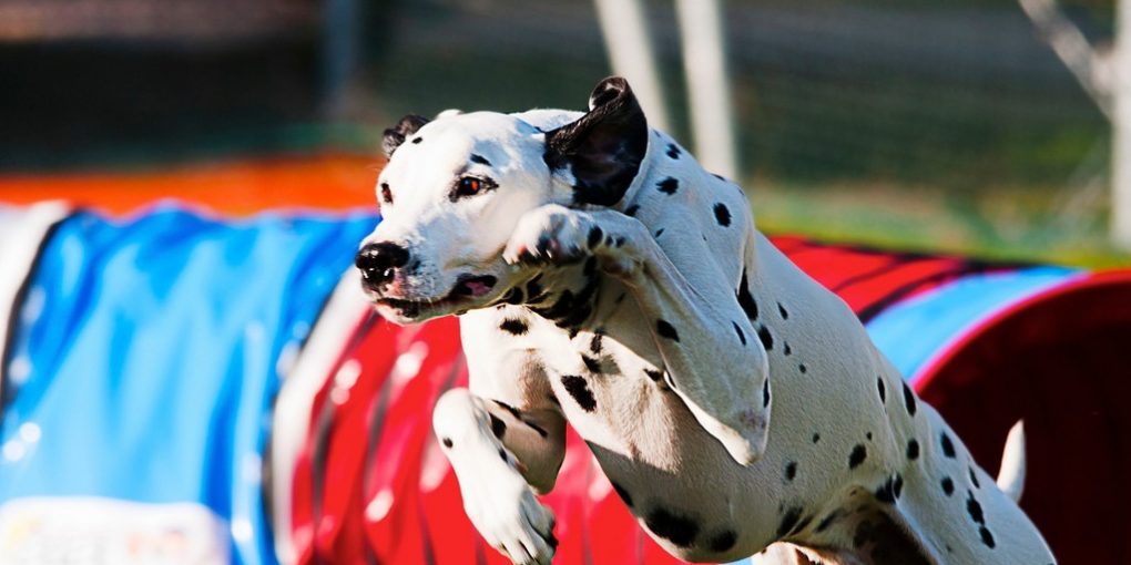 Best dogs for agility training