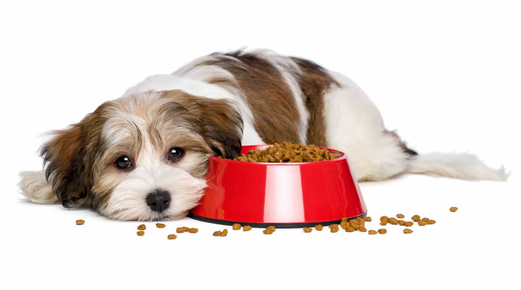 is victor dog food good for puppies