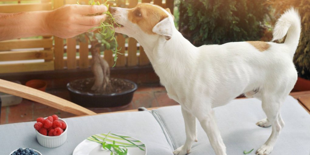 Raw Diets for Dogs