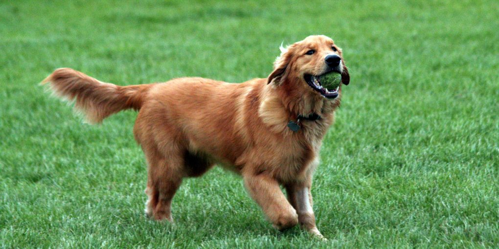 Best Dogs for Beginners