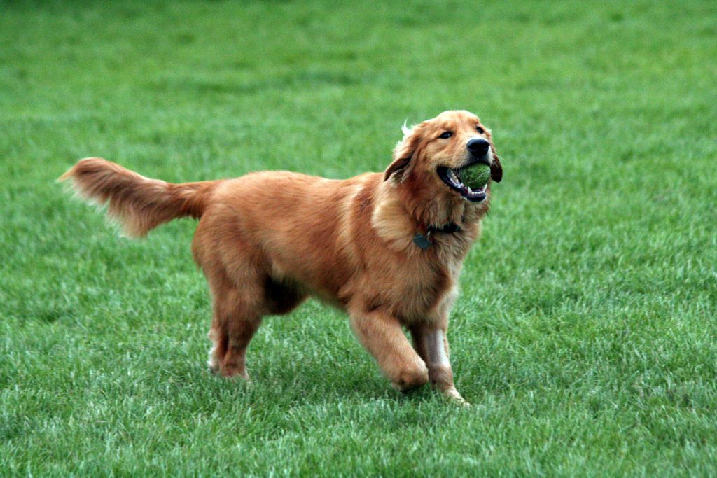 Top 10 Best Dogs for Beginners