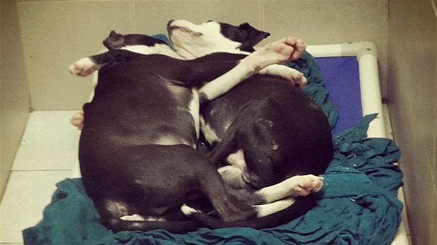 Cuddling shelter dogs get adopted