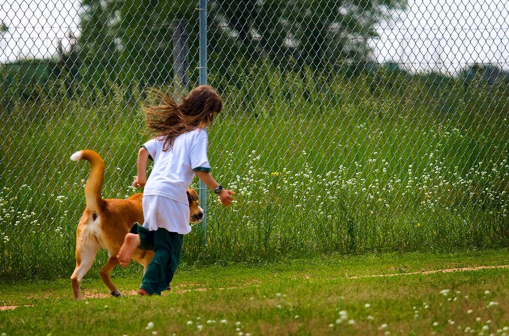 dogs-think-like-human-children-what-studies-reveal