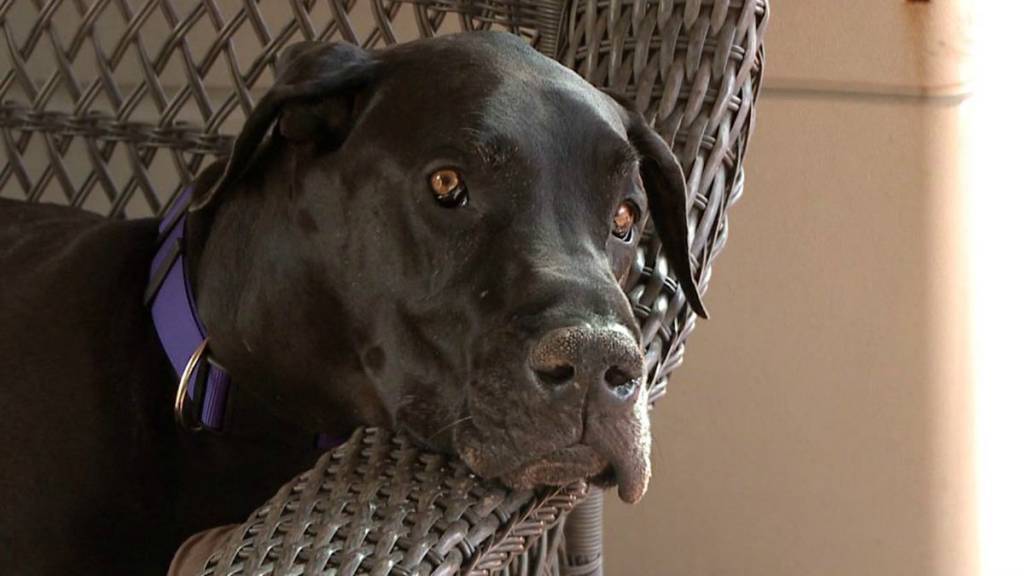 Meet Bentley, Worlds Biggest Dog in 2015 (Spotlight !)