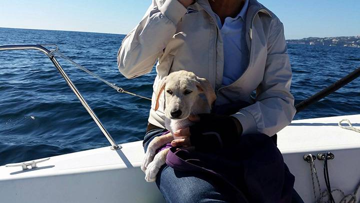 italian sailors rescue dog