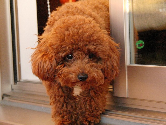 5 month old toy poodle