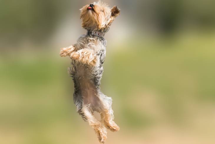 Dog Jumping