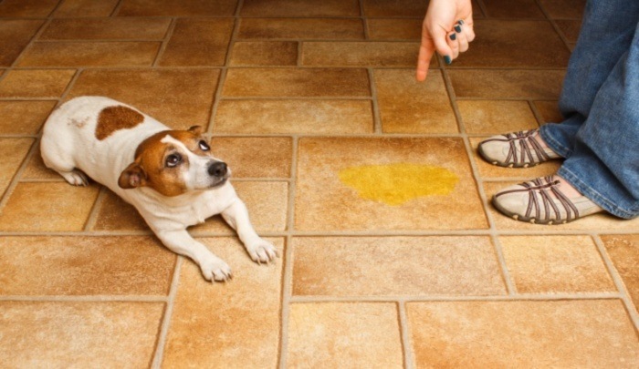 how to discourage a dog from peeing in the house