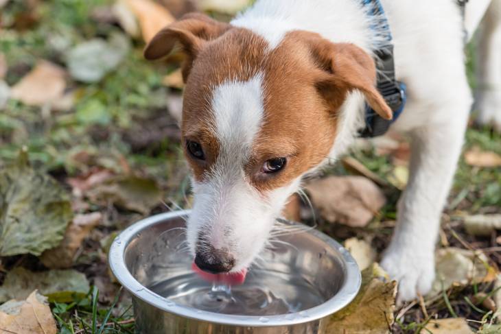 How Much Water Should a Dog Drink? (Discover the daily Requirement)