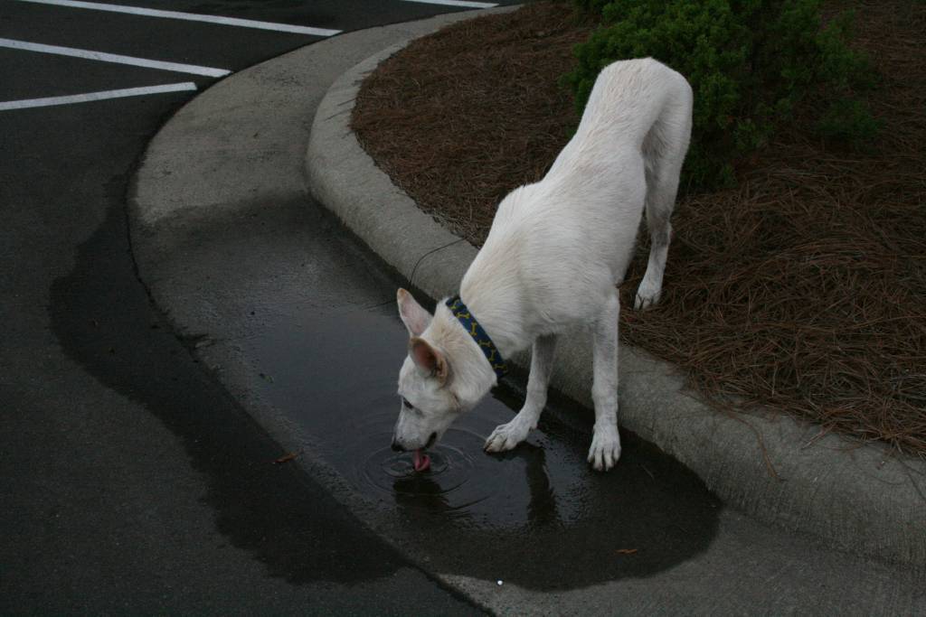 My Dog is Always Thirsty