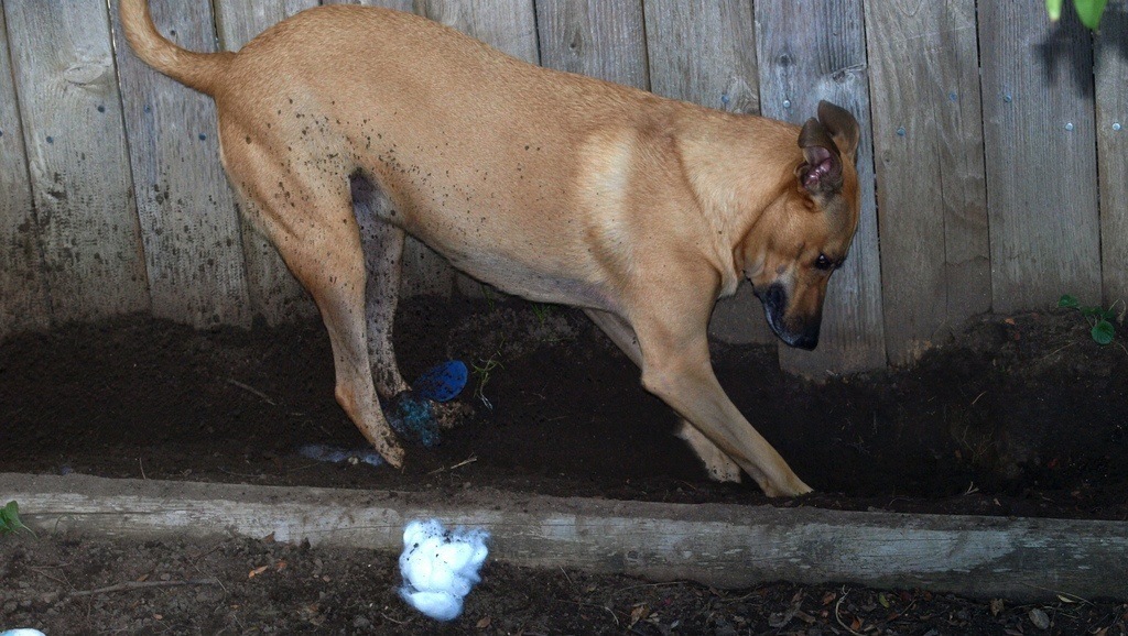 How to Stop Your Dog from Digging in Your Yard