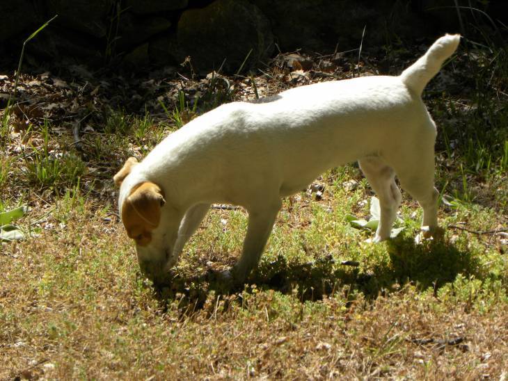 Tapeworms in Dogs