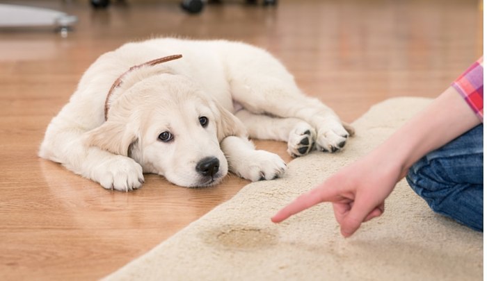 how-to-get-dog-pee-out-of-carpet-practical-steps