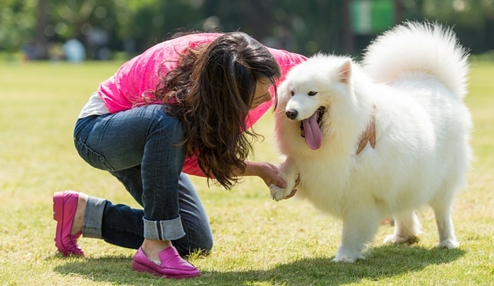How to teach a dog to shake