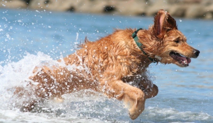 Water in Dogs Ears