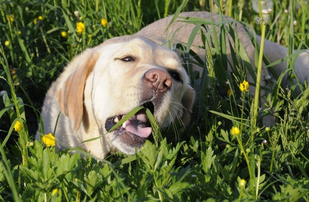 Why Would a Dog Eat Grass