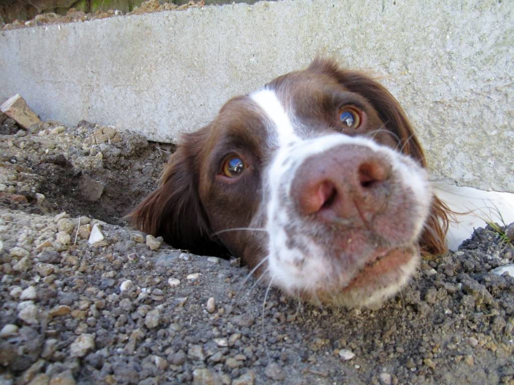 why do dogs eat dirt and gravel