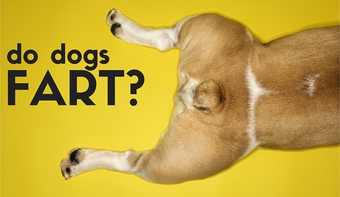 Do dogs fart