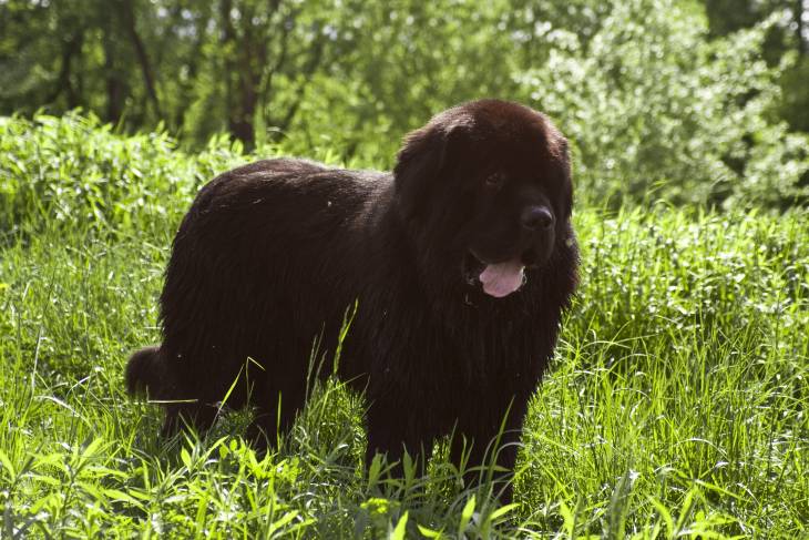 reviews and recommendations for Newfoundland dog food
