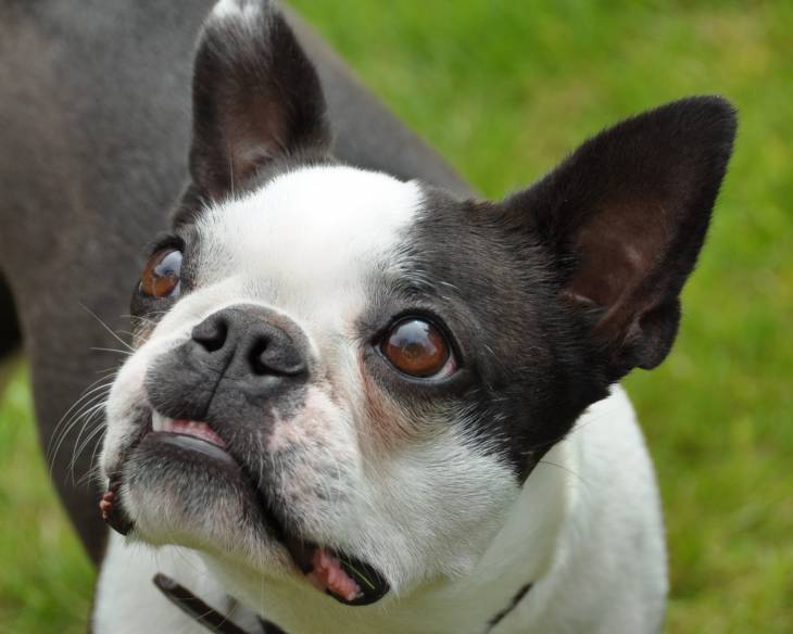 Best Dog Food for Boston Terrier Diet