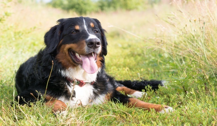 Best Dog Food for Bernese Mountain Dogs