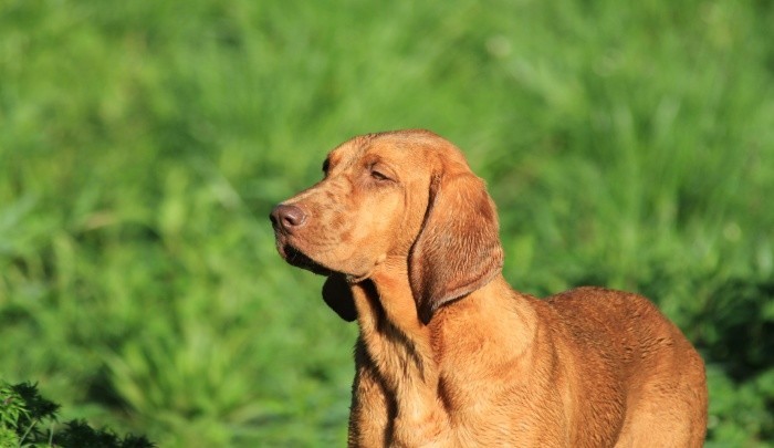 Best Dog Food for Coonhounds Diet