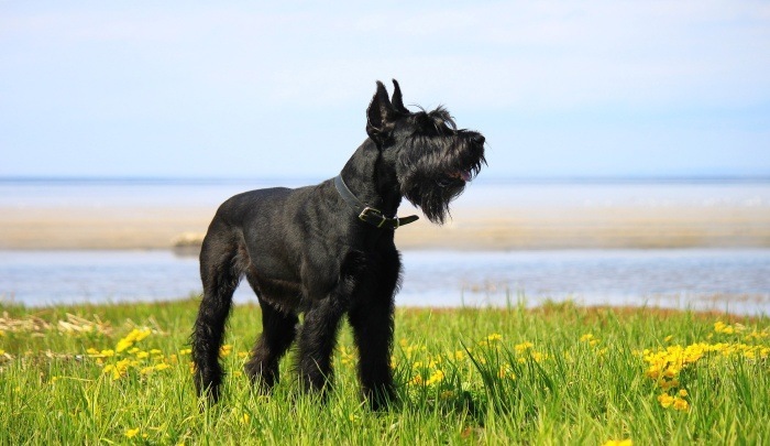 Best Dog Food for Schnauzers