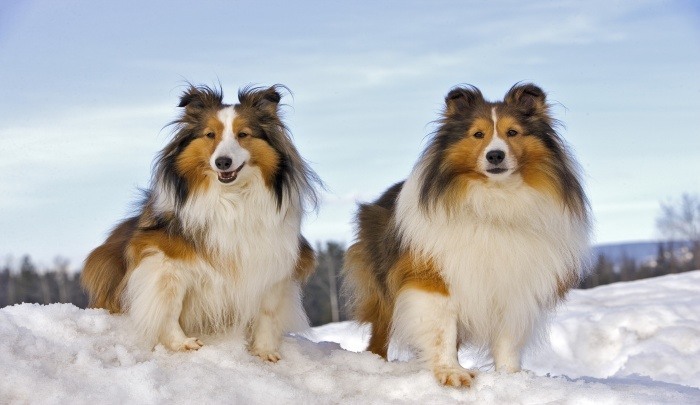 Best Dog Food for Shelties