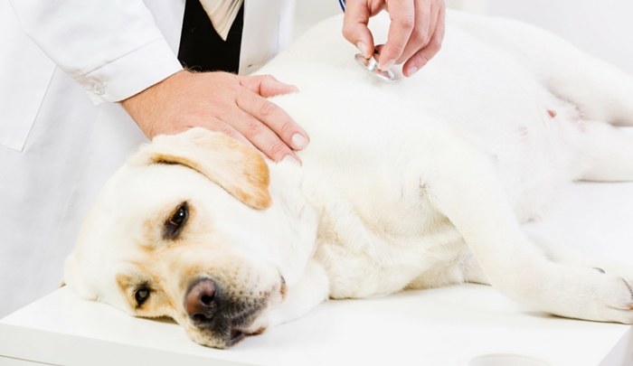 Canine Neuropathy