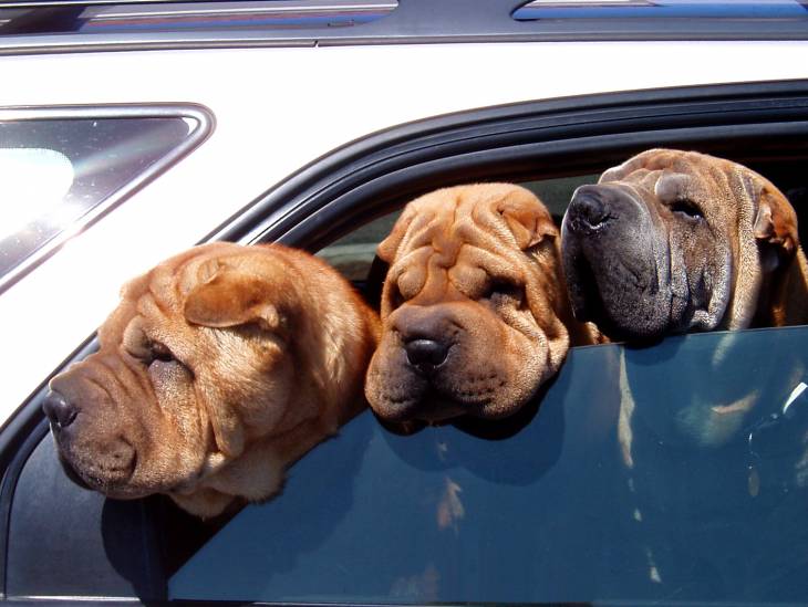 How To Avoid Car Sickness In Dogs