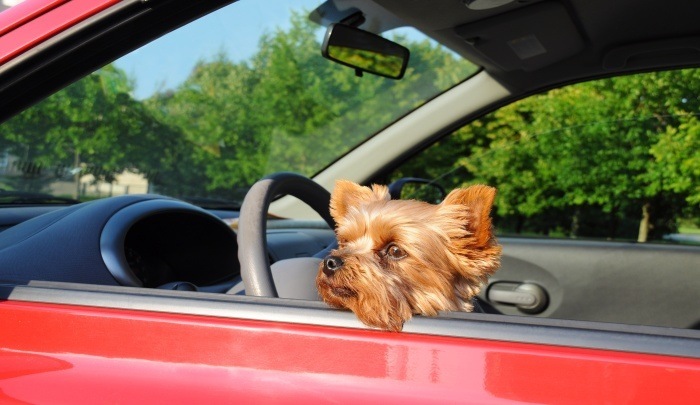 Car Sickness In Dogs