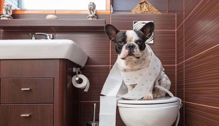 dog urinating on bedding