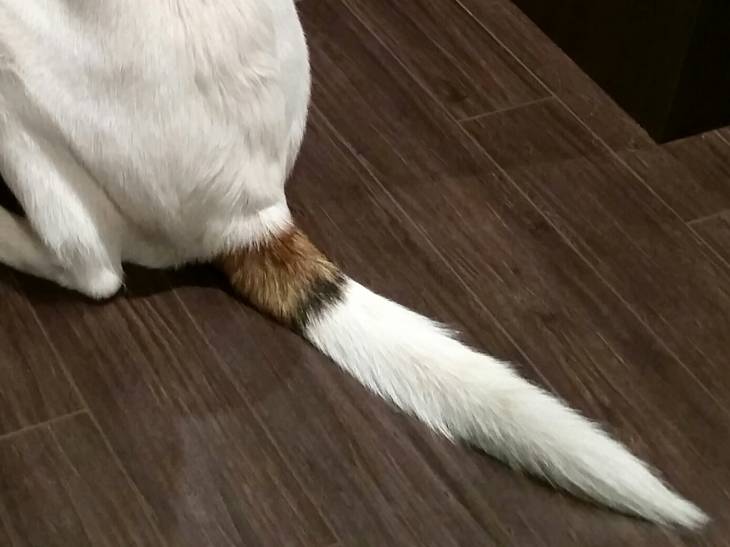 Dog Tail Down 2