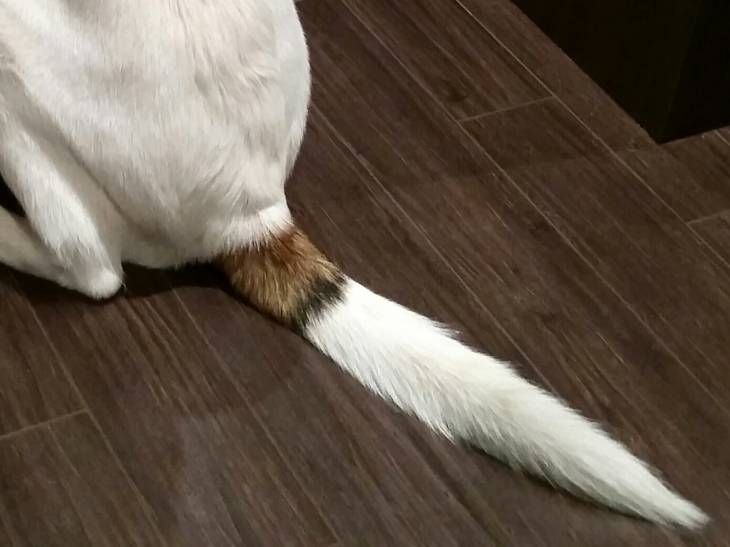 will a dogs broken tail heal on its own