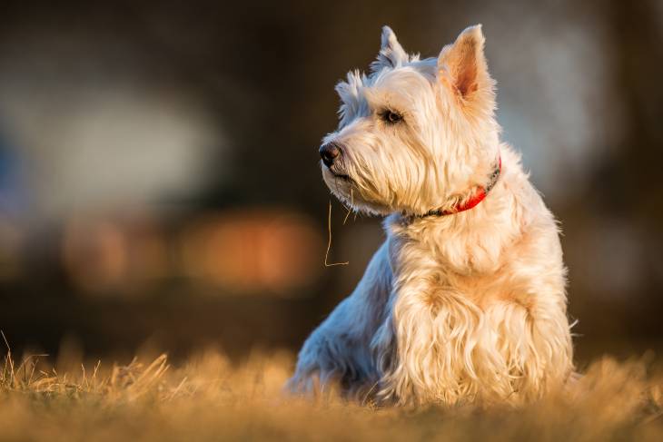 Best Dog Food For West Highland Terriers