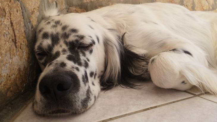 best dog food for english setters