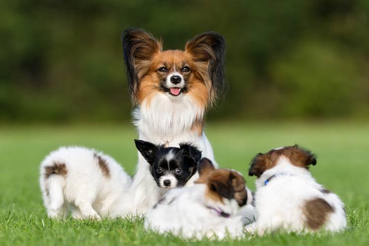 Best Dog Food For Papillons