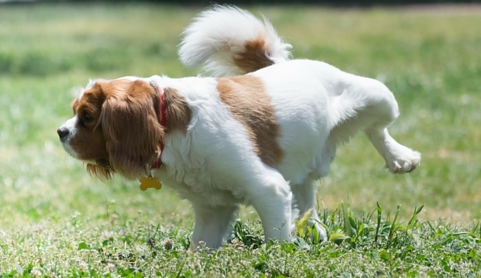 Frequent Urination in Dogs