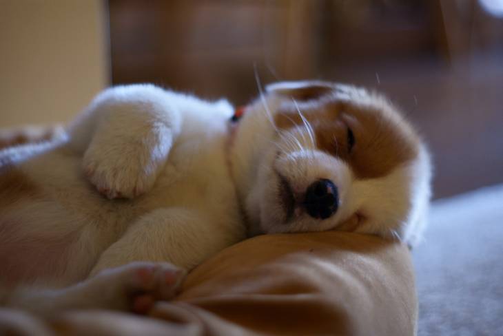 can a puppy sleep through the night