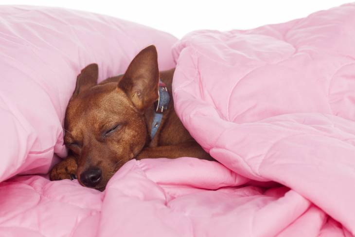How to Get a Puppy to Sleep through the Night (Dogzzzzzzs