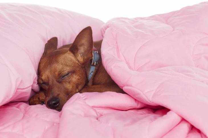 how-to-get-a-puppy-to-sleep-through-the-night-dogzzzzzzs-solutions