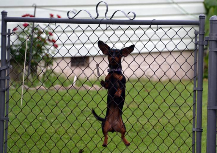 Anti jump cheap dog harness