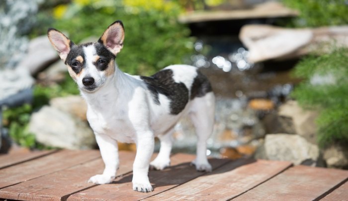 Best Dog Food for Rat Terriers