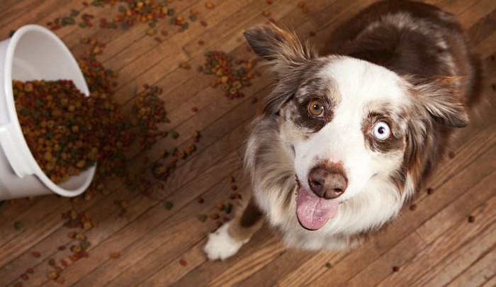 best dog food for aussie