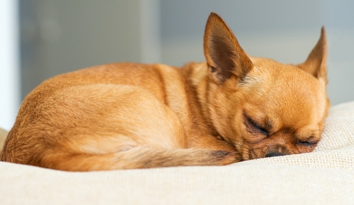 The Language Behind Dog Sleeping Positions (Informative Review)