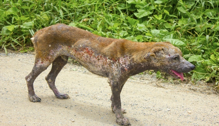 Picture of a dog with mange