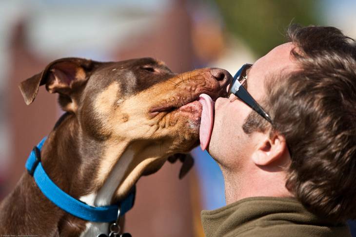 Why Do Dogs Lick 2